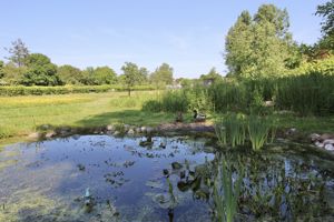 Duck Pond- click for photo gallery